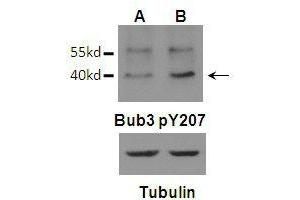 Western blot analysis of Bub3 (Phospho-Tyr207)Antibody (arrow indicated) in U87 (A) and U87 EGFRvIII (B) cells in Mitosis. (BUB3 anticorps  (pTyr207))