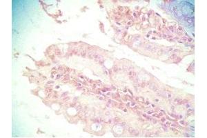 Mouse intestine tissue was stained by Rabbit Anti-PYY (3-36) (Human) Serum