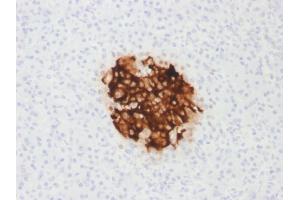 Formalin-fixed, paraffin-embedded human Pancreas stained with Insulin Mouse Recombinant Monoclonal Antibody (rIRDN/805). (Recombinant Insulin anticorps)