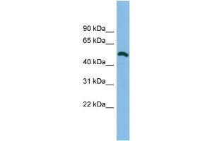 anti-DKFZp779O175 (Middle Region) antibody