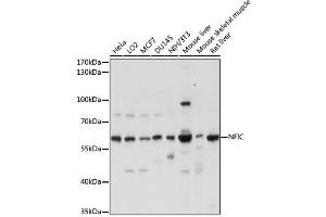 Western blot analysis of extracts of various cell lines, using NFIC antibody. (NFIC anticorps)