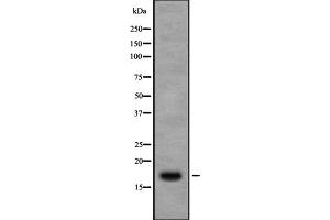 Western blot analysis of Ribosomal Protein S13 using 3T3 whole cell lysates (RPS13 anticorps  (Internal Region))