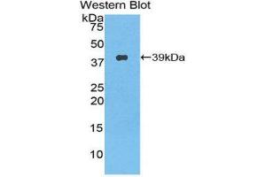 Western Blotting (WB) image for anti-Nesfatin-1 (NES1) (AA 26-106) antibody (ABIN1859985) (NUCB2 anticorps  (AA 26-106))