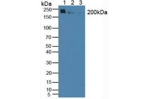 Figure. (WNK1 anticorps  (AA 1954-2231))