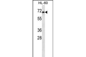 HIPK4 Antibody ABIN659185 western blot analysis in HL-60 cell line lysates (35 μg/lane).