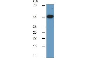 Mouse Capture antibody from the kit in WB with Positive Control: Sample Human Heart Tissue.