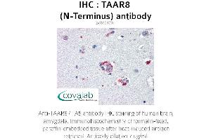 Image no. 1 for anti-Trace Amine Associated Receptor 8 (TAAR8) (Extracellular Domain), (N-Term) antibody (ABIN1739867) (Trace Amine Associated Receptor 8 (TAAR8) (Extracellular Domain), (N-Term) anticorps)