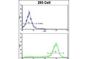Flow cytometric analysis of 293 cells using ESRRA Antibody (bottom histogram) compared to a negative control cell (top histogram). (ESRRA anticorps  (AA 131-159))