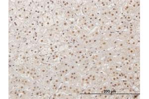 Immunoperoxidase of purified MaxPab antibody to XRCC4 on formalin-fixed paraffin-embedded human adrenal gland.