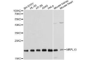 Western blot analysis of extracts of various cell lines, using MRPL13 antibody. (MRPL13 anticorps)