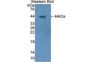 Detection of Recombinant HIF1aN, Human using Polyclonal Antibody to Hypoxia Inducible Factor 1 Alpha Subunit Inhibitor (HIF1aN) (HIF1AN anticorps  (AA 31-349))