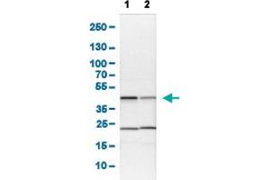 Western Blot analysis of (1) NIH-3T3 cell lysate (Mouse embryonic fibroblast cells), and (2) NBT-II cell lysate (Rat Wistar bladder tumour cells). (QKI anticorps  (AA 163-311))