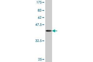 Western Blot detection against Immunogen (43.