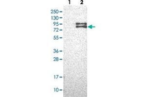 Western blot analysis of Lane 1: Negative control (vector only transfected HEK293T lysate), Lane 2: Over-expression Lysate (Co-expressed with a C-terminal myc-DDK tag (~3. (FOXRED2 anticorps)