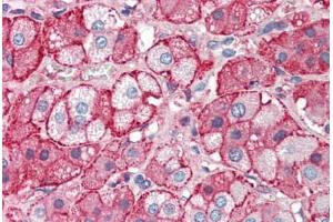 Human Adrenal (formalin-fixed, paraffin-embedded) stained with APOA2 antibody ABIN337192 at 5 ug/ml followed by biotinylated anti-goat IgG secondary antibody ABIN481715, alkaline phosphatase-streptavidin and chromogen. (APOA2 anticorps)