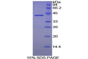 SDS-PAGE analysis of Dog Creatine Kinase, Brain Protein. (CKB Protéine)