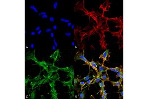 Immunocytochemistry/Immunofluorescence analysis using Mouse Anti-Citrulline Monoclonal Antibody, Clone 2D3.