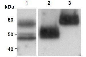Western Blotting (WB) image for anti-Milk Fat Globule-EGF Factor 8 Protein (MFGE8) antibody (ABIN1449223) (MFGE8 anticorps)
