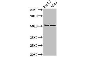 Western Blot Positive WB detected in: HepG2 whole cell lysate, A549 whole cell lysate All lanes: GLRA1 antibody at 2. (GLRA1 anticorps  (AA 23-113))
