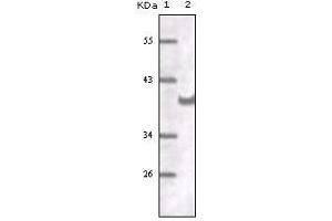 Western blot analysis using CD31 mouse mAb against truncated CD31 recombinant protein. (CD31 anticorps)