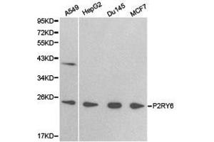 Western Blotting (WB) image for anti-Pyrimidinergic Receptor P2Y, G-Protein Coupled, 6 (P2RY6) antibody (ABIN1874016)