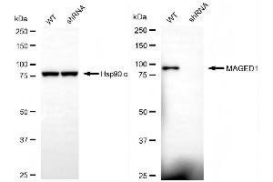 Western blotting analysis using MAGED1 antibody (ABIN7799360). (MAGED1 anticorps)