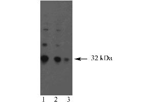 Western blot analysis of Granzyme B. (GZMB anticorps)