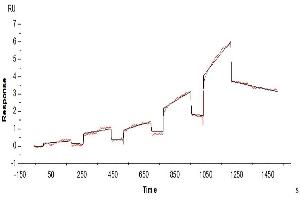 Cynomolgus LILRB2, His Tag immobilized on CM5 Chip can bind Cynomolgus HLA-G Complex Tetramer, His Tag with an affinity constant of 852 nM as determined in SPR assay (Biacore T200).
