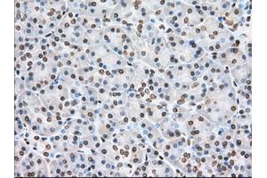 Immunohistochemistry (IHC) image for anti-Cytochrome P450, Family 1, Subfamily A, Polypeptide 2 (CYP1A2) antibody (ABIN1497713) (CYP1A2 anticorps)