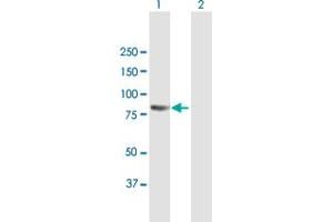 Western Blot analysis of PCDHB2 expression in transfected 293T cell line by PCDHB2 MaxPab polyclonal antibody. (PCDHb2 anticorps  (AA 1-798))