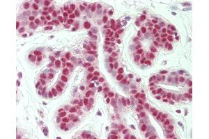 Anti-GTF2I / TFII I antibody IHC staining of human breast. (GTF2I anticorps  (AA 956-985))