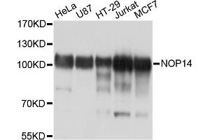 Western blot analysis of extracts of various cell lines, using NOP14 antibody. (Nop14 anticorps)