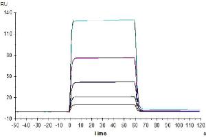 Human CD58, hFc Tag captured on CM5 Chip via Protein A can bind Human CD2, His Tag with an affinity constant of 440 nM as determined in SPR assay (Biacore T200). (CD2 Protein (CD2) (AA 25-209) (His tag))