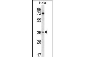 NUP35 Antibody (C-term) (ABIN656791 and ABIN2846010) western blot analysis in Hela cell line lysates (35 μg/lane). (NUP35 anticorps  (C-Term))