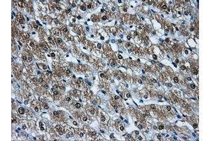 Immunohistochemical staining of paraffin-embedded pancreas tissue using anti-HDAC10mouse monoclonal antibody. (HDAC10 anticorps)