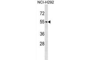 Western Blotting (WB) image for anti-Neuropeptide Y Receptor Y1 (NPY1R) antibody (ABIN5020080) (NPY1R anticorps)