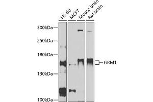 Western blot analysis of extracts of various cell lines, using GRM1 antibody (ABIN6128230, ABIN6141420, ABIN6141422 and ABIN6215225) at 1:1000 dilution. (Metabotropic Glutamate Receptor 1 anticorps  (AA 920-1140))