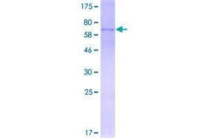 Image no. 1 for serine/threonine/tyrosine Kinase 1 (STYK1) (AA 1-422) protein (GST tag) (ABIN1321824)