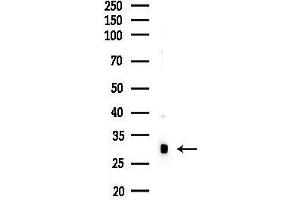 Western blot analysis of lysates from Mouse liver, using N Antibody at 1/1000 dilution.