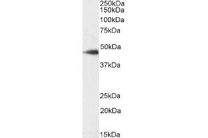 Biotinylated ABIN5608783 (0. (SDF4 anticorps  (AA 161-175) (Biotin))