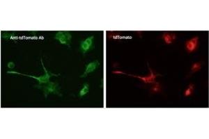 Immunofluorescence (IF) image for anti-tdTomato Fluorescent Protein (tdTomato) antibody (ABIN6254170)