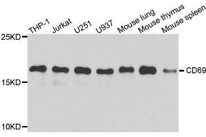 Western blot analysis of extracts of various cell lines, using CD69 antibody. (CD69 anticorps  (AA 62-199))