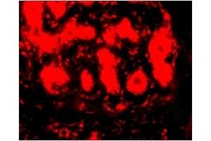 Immunofluorescence (IF) image for anti-Tripartite Motif Containing 5 (TRIM5) (C-Term) antibody (ABIN1030774) (TRIM5 anticorps  (C-Term))