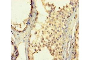 Immunohistochemistry of paraffin-embedded human testis tissue using ABIN7176323 at dilution of 1:100 (ZNF454 anticorps  (AA 301-522))