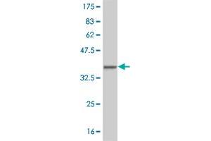 Western Blot detection against Immunogen (33. (HEYL anticorps  (AA 1-70))