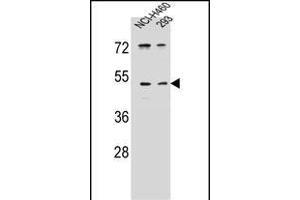 UN Antibody (C-term) (ABIN655686 and ABIN2845145) western blot analysis in NCI-,293 cell line lysates (35 μg/lane). (PRSS55 anticorps  (C-Term))