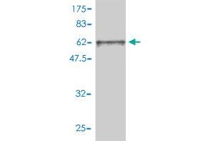 Western Blot detection against Immunogen (63.
