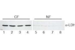 Western Blotting (WB) image for anti-Lactate Dehydrogenase (LDH) antibody (HRP) (ABIN5596934) (Lactate Dehydrogenase anticorps  (HRP))