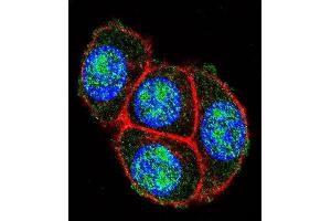 Confocal immunofluorescent analysis of GDH Antibody (C-term ) 7873b with Hela cell followed by Alexa Fluor 488-conjugated goat anti-rabbit lgG (green). (GAPDH anticorps  (C-Term))