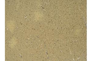 (ABIN6391364) (6 μg/mL) staining of paraffin embedded Human Cortex.